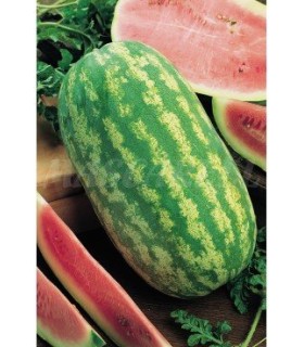 sandia klondike rs 57 3 gr