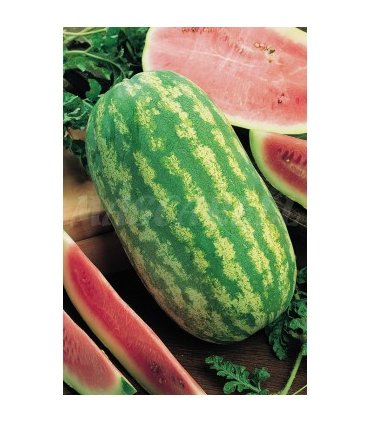 sandia klondike rs 57 3 gr