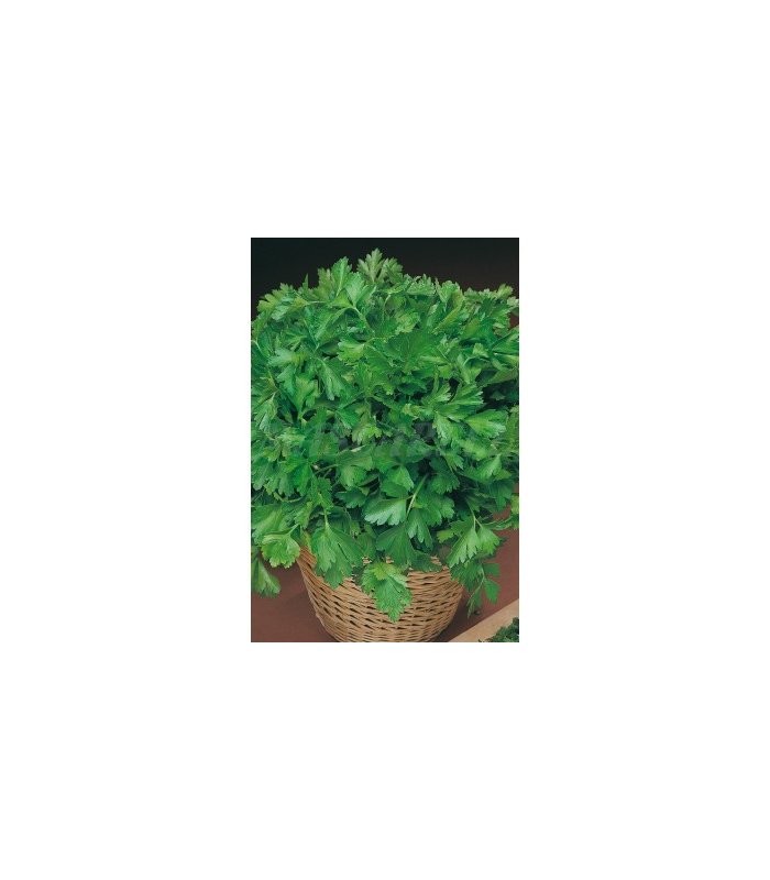 m 91133 perejil comun 5 gr