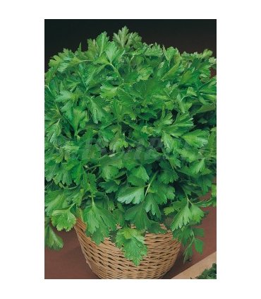 m 91133 perejil comun 5 gr