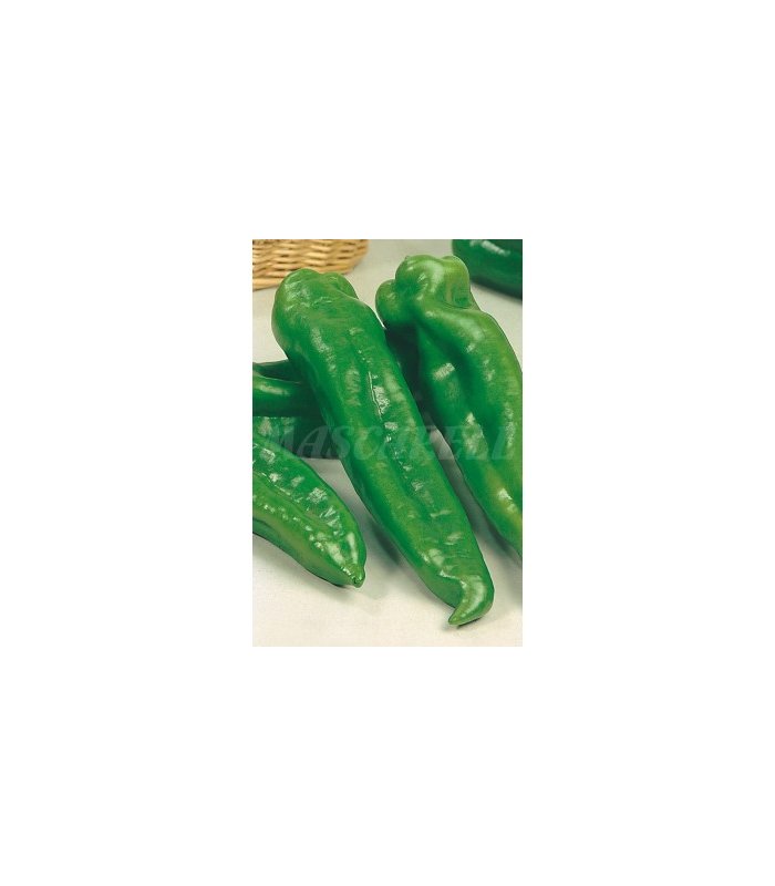 m 51136 pimiento dulce italiano 1 gr