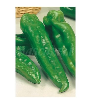 m 51136 pimiento dulce italiano 1 gr