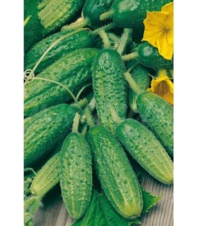 m 51121 pepinillo cornichon paris 3 gr