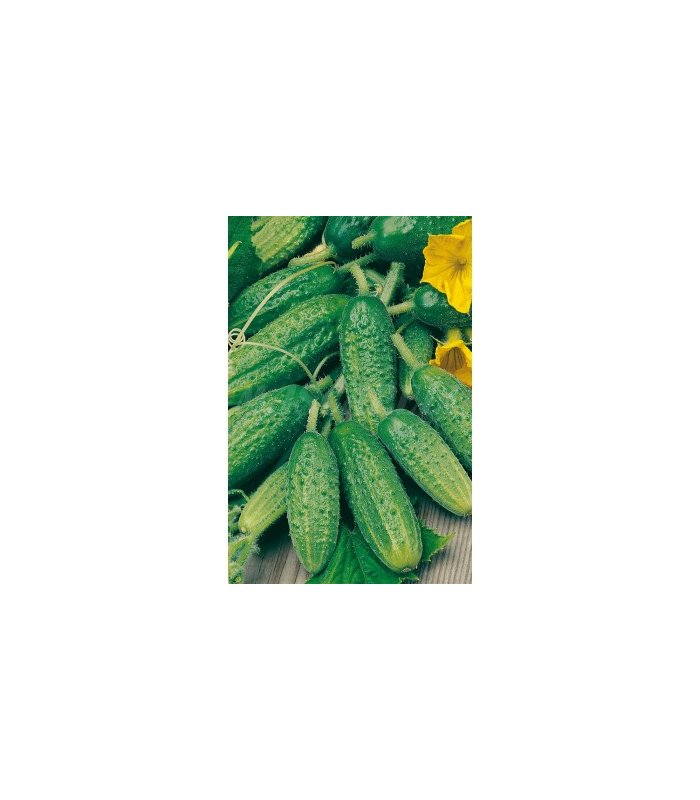 m 51121 pepinillo cornichon paris 3 gr