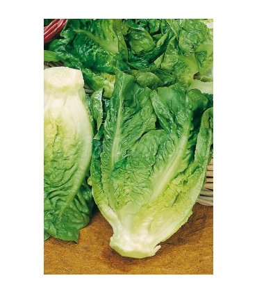 lechuga little gem tipo cogollo 15 gr