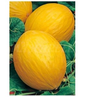 m 91110 melon amarillo canario 2 gr