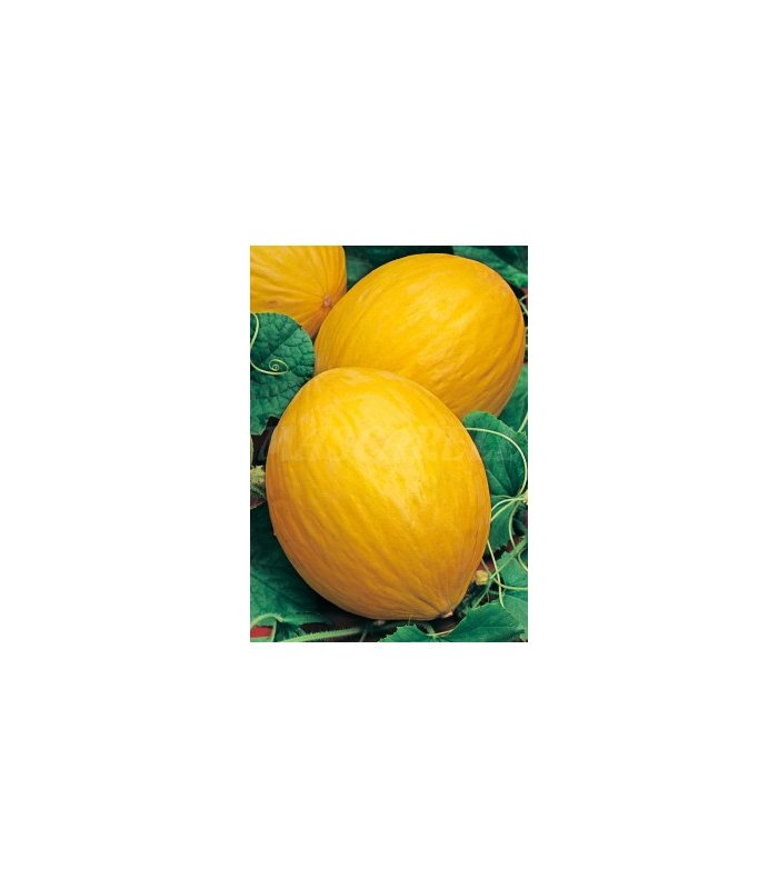 m 91110 melon amarillo canario 2 gr