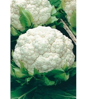 coliflor metropole 1 gr
