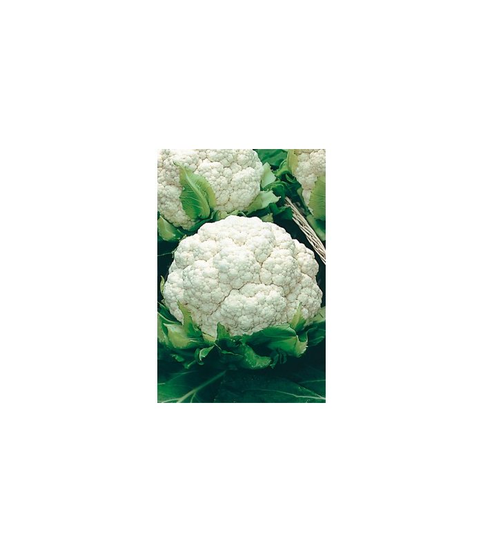 coliflor metropole 1 gr
