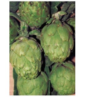 alcachofa verde globo 1 gr