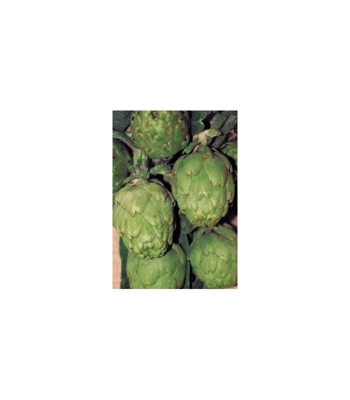 alcachofa verde globo 1 gr