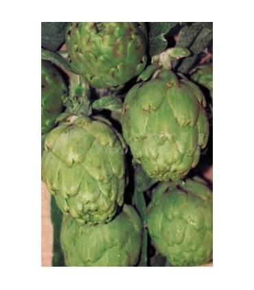 alcachofa verde globo 1 gr