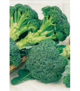 m 51022 brocoli verde calabres 2 gr
