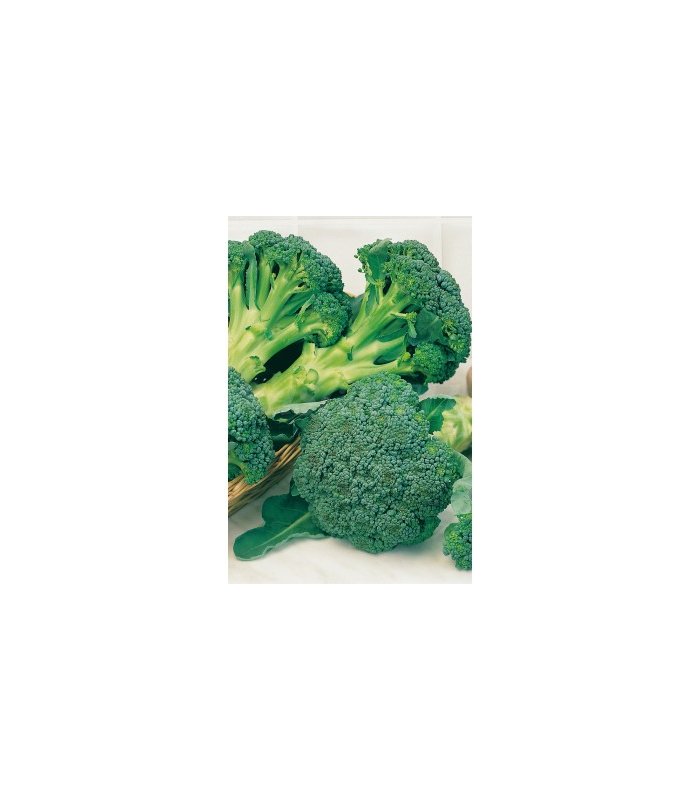 m 51022 brocoli verde calabres 2 gr