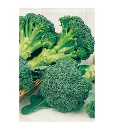 m 51022 brocoli verde calabres 2 gr