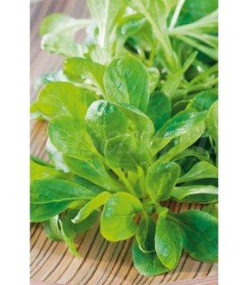 valeriana canonigos 4 gr