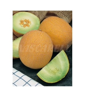 m 41112 melon galia f1 04 gr