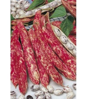 m 30620100 semilla judia borlotto mata baja 100 gr