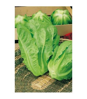 lechuga larga romana