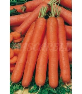 m 91182 zanahoria nantesa 4 gr