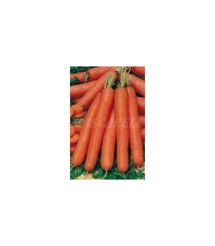 m 91182 zanahoria nantesa 4 gr