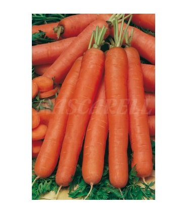 m 91182 zanahoria nantesa 4 gr