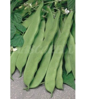 semilla judia ancha helda 5 kg