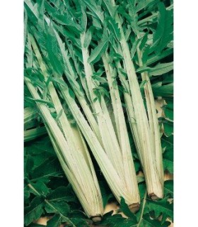 cardo lleno mejorado 4 gr