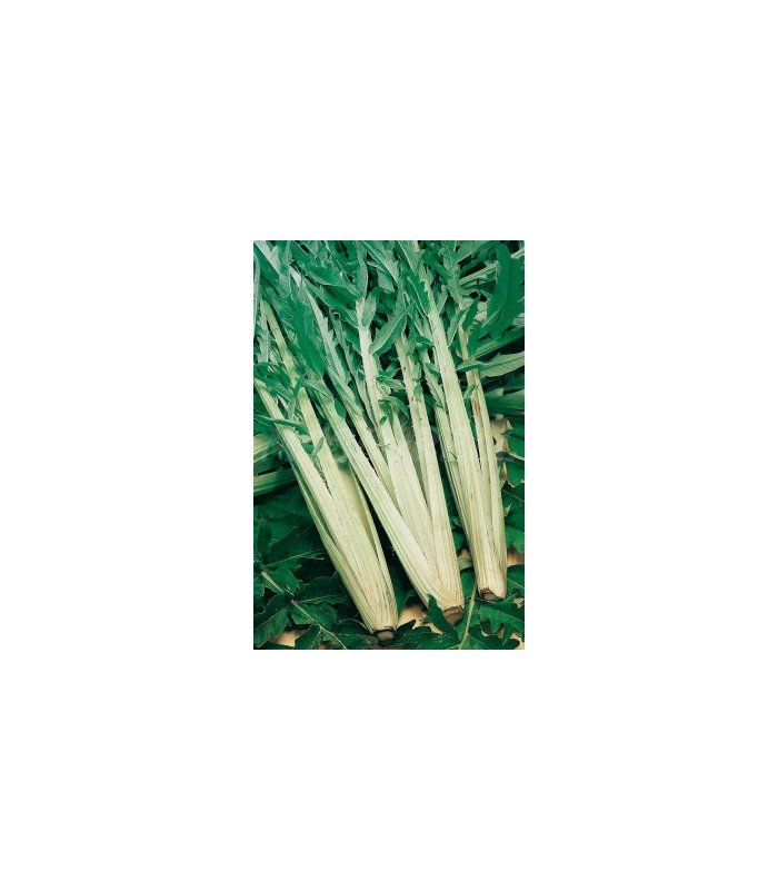 cardo lleno mejorado 4 gr