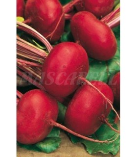 91156 remolacha de egipto