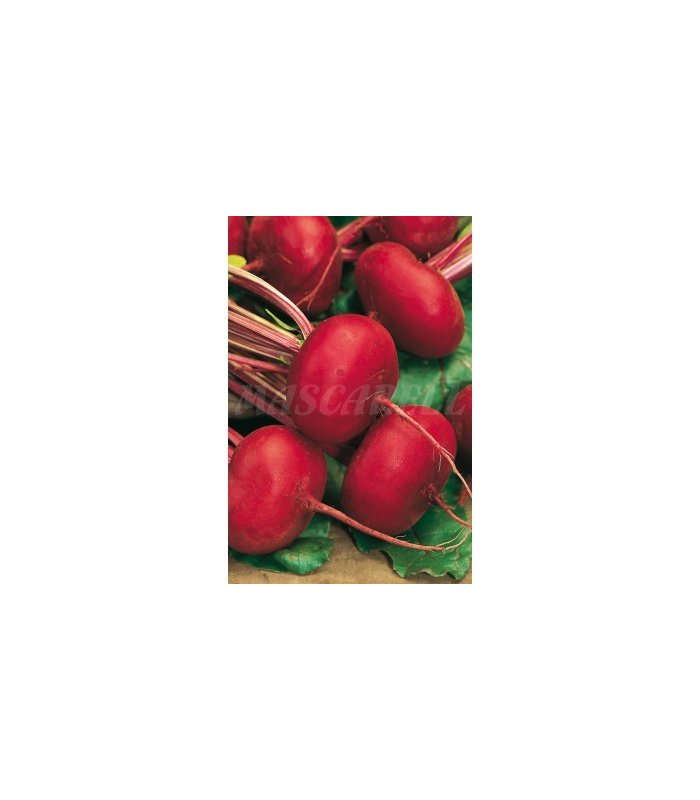 91156 remolacha de egipto