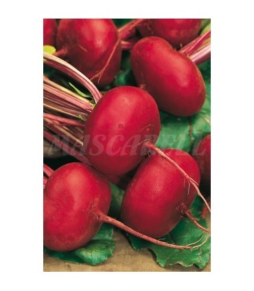 91156 remolacha de egipto