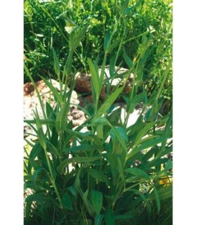 m 41237 collejas de siembra