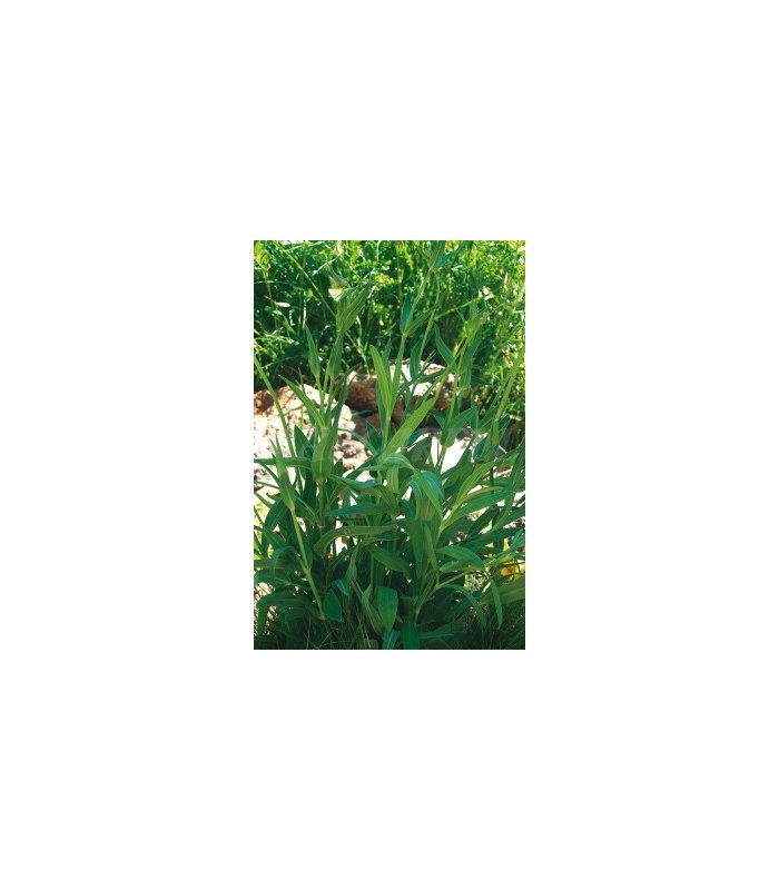 m 41237 collejas de siembra