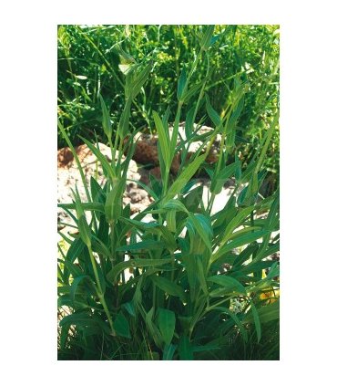 m 41237 collejas de siembra