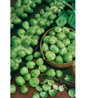 m 51039 col de bruselas