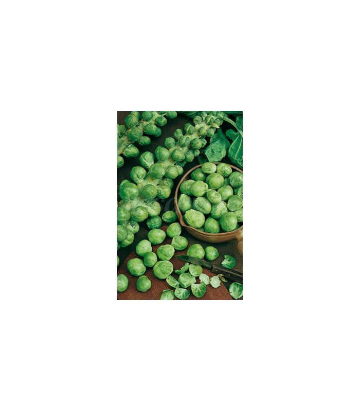 m 51039 col de bruselas