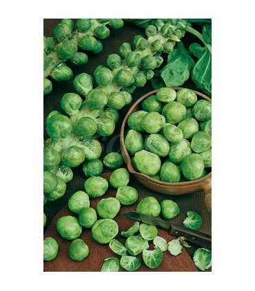 m 51039 col de bruselas