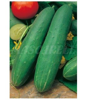 51125 pepino ashley 3 gr