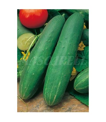 51125 pepino ashley 3 gr