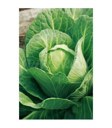 col repollo corazon de buey 4 gr