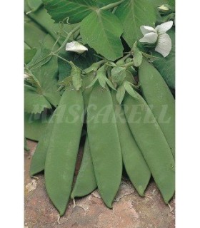 semilla guisante cometodo 100 gr