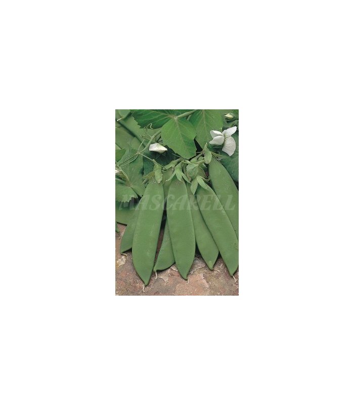 semilla guisante cometodo 100 gr