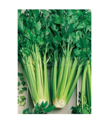 apio verde pascal 3 gr