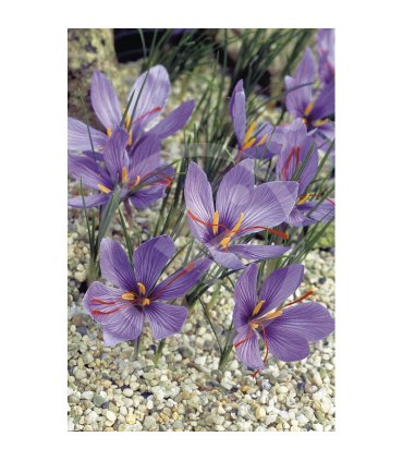 azafran comun 10 bulbos