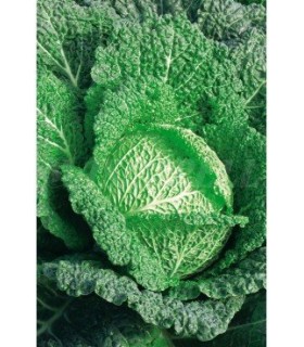 col milan virtudes 4 gr