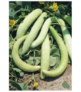 91132 pepino alficoz 1 gr