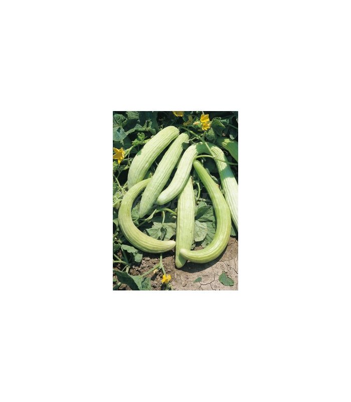 91132 pepino alficoz 1 gr