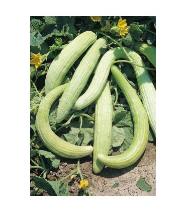 91132 pepino alficoz 1 gr