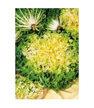 escarola doble de verano